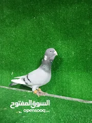  1 حمام للبيع