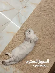  1 سكوتش فولد