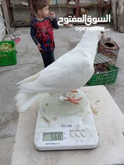  4 متاح لزبائنا الكرام زغاليل حمام بلدي وفرنسي  للأكل احجام سوبر جامبو وأوزان ممتازة التفاصيل بالوصف