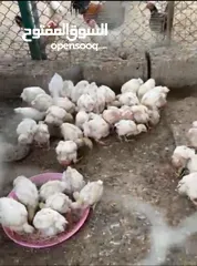  1 دجاج للبيع 