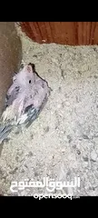  3 جوز كوكتيل شغالات ميه ب الميه أهالي فراخ وفي معاهم فرخ الجوز صلاه النبي الله يطرح البركه لصاحب النصي