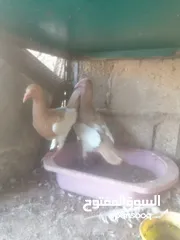  7 جوزين يهودي جوز اصفر وجوز احمر على صفره
