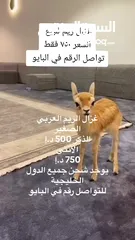  3 غزال ريم