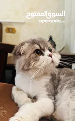  1 قط سكوتش دبل فولد لونغ هير