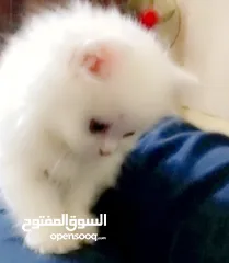  14 بسه شيرازيه للبيع عمرها تقريبا شهر