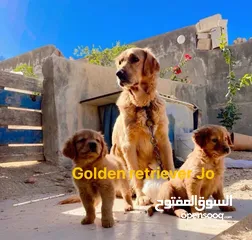  4 جولدن ريتريفر بريطاني آصلي  Golden retriever pure