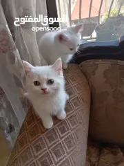  2 3 قطط مكس شانشيلا سكوتش فولد للبيع