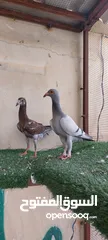  6 فراخ ومخاليف 25 فرخ و18 مخلف بواقي 7