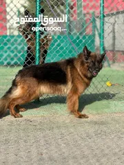  14 German shepherd