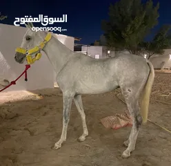  5 حصان مصري بيور معسوف وفي حرارة خفيفة والحصان متعلم تربيع ويطرب الخيال