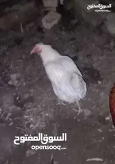  6 دجاج وحده بيضه بياضه عربيه اللون ابيض والثانيه مخلفه بصحه جيده معه ضمان