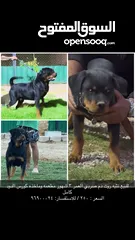  1 Rottweiler