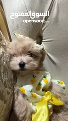  2 Maltipoo teacup