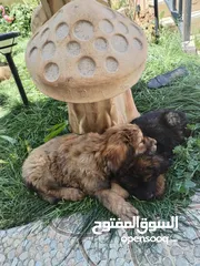  9 كلاب غوغازي للبيع بيورر عمر شهر ونص 3 اناث وذكر