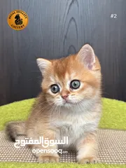  21 High-level British Shorthair kittens with pedigree