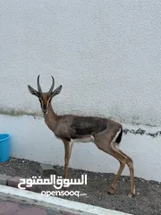  2 غزال الريم فحل للبيع