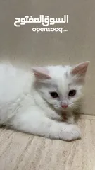  15 برتش مكس شيرازي