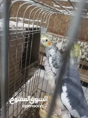  3 جوز كوكتيل شغالات بالصلاة على النبي مطلوب فيهم 40
