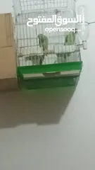  1 جوز دره شغالات انتاج