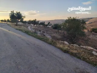  18 مزرعة جاهزه مرتفعه وكاشفه مشجره ومخدومه