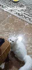  6 ANGORA تركي