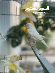  6 عشر مخاليف كنار اعمار كبيره فوق 7 اشهر