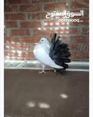  1 مطلوب هزاز ذنب اسود طيرة