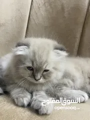  2 قطط راقية للبيع قابل للتفاوض – صحة، نظافة، ومرح  كتن  قطط سكوتش فولد مكي همالايا  العمر شهر ونص