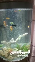  3 fish aquarium
