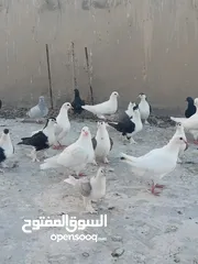  2 حمام فرنسي للبيع الفرنسي و اللاهور  بايع كوم كامل للاستفسار عنهم
