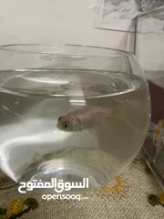  2 سمك للتبديل من سلحفاه برمائيه