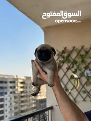  22 جراوي بج، pug puppies