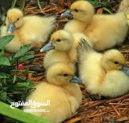  3 بط بلدي مطعم  بداية فطم بياكلن لحالهم