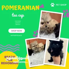  7 Pomeranian