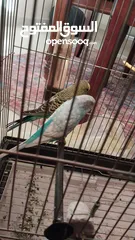  6 السلام عليكم حب ذكر وأنثى للبدل على اي حيوان سلاحف .طيور .هامستر .فراخ