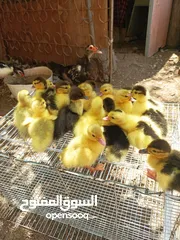  5 بط مصري للبيع