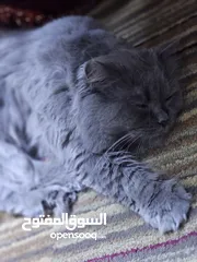  2 قط سكوتش نادر جداً