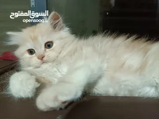 6 قطط ذكور من أصول نقيه واحد همالايا تشوكلت لونج هير بلو بوينت وواحد بريتش ريد لونج هير مقزم للجادين
