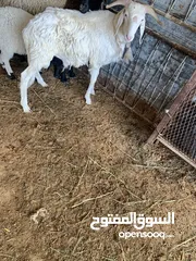  3 خروف للبيع