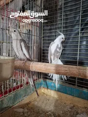  4 كوكتيل ابيض
