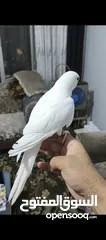 3 ببغاء دره هندي البينو عين حمرا عمرو 4 اشهر تقريبا اليف جدا عجينه ما بعض بطلع على الايد وبداية كلام