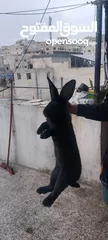  1 ارنب الماني ضخم  ذكر بسعر مغري