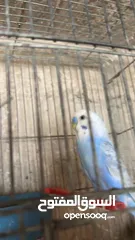  13 بسم الله الرحمن الرحيم اربع جواز حب رينبو كل لجواز تحتيهم بيض اشي قرب يفقص واشي جديد طبعاً اجواز