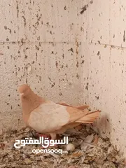  6 حمام برامليات و قرنفلي و امازوني و قفص