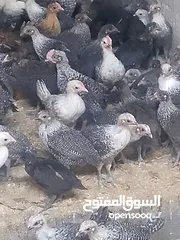  1 فرخات دجاج نخب