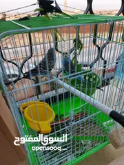  4 جوزين حب بسعر مغري