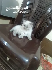  3 قط هملايا ذكر