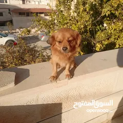  5 كلب للبيع أليف لعوب جدا بحب الناس