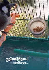  12 يرقات دود القبابي حي ميلوورم mealworm غذاء ممتاز بروتين حيواني لا يسبب التشحيم للطيور والاسمام