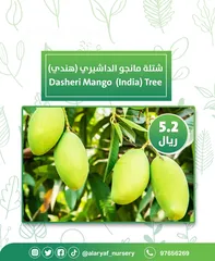  10 شتلات و أشجار المانجو المختلفة لدى مشتل الأرياف بأسعار مناسبة ومنافسة  mango tree